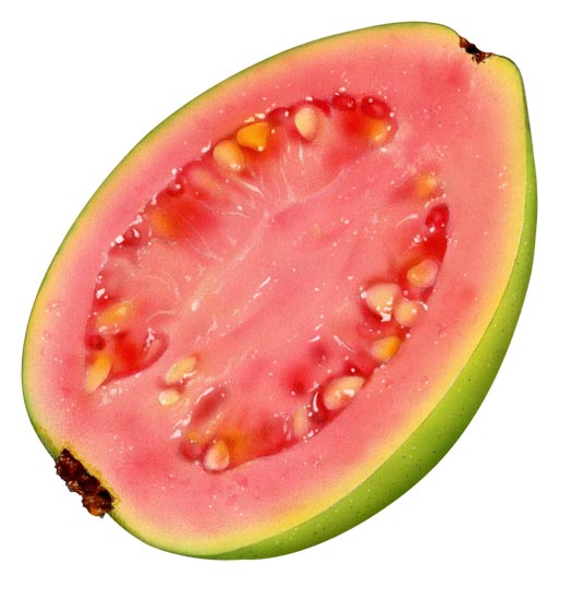 Lori Anzalone Illustration - Food Illustrator of guava fruit