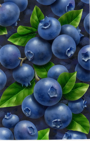 Lori Anzalone Illustration - Food Illustrator of blueberries, blackberries, raspberry, berry