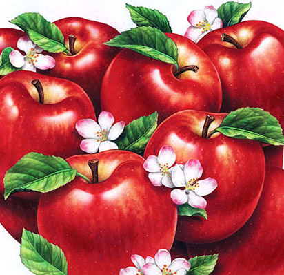 Lori Anzalone Illustration - Food Illustrator of flowering apple blossoms