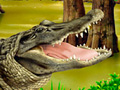 Nature Illustration of aligator in swamp