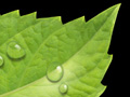 Nature Illustration of breyers ice cream leaf