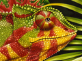 Nature Illustration of chameleon on branch in forest