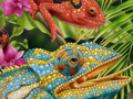 Nature Illustration of three 3 chameleons blend into nature
