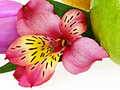 Nature Illustration of granny smith apple and purple flower with lemon illustration