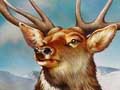 Nature Illustration of Harford Stag Corporate Identity