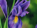 Nature Illustration of blue iris flowers