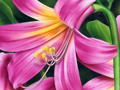 Nature Illustration of lilly lilies flowers