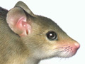 Nature Illustration of exterminate mouse dcon image