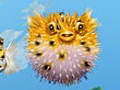 Nature Illustration of tropical ocean scene