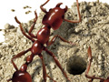 Nature Illustration of exterminate ants ortho