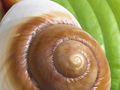 Nature Illustration of snail on leaf illustrator