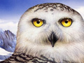 Nature Illustration of Snowy Owl in Artic
