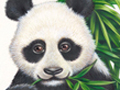 Nature Illustration of panda eating bambo