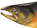 Nature Illustration of illustrations of salmon and trout