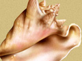 Nature Illustration of sea shells available for stock