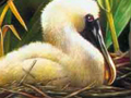 Nature Illustration of spoon bill birds stock usage