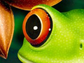 Nature Illustration of illustrated tree frog