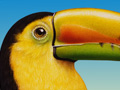 Nature Illustration of toucans in jungle flower pic