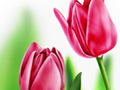 Nature Illustration of group of tulips illustration