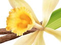 Nature Illustration of vanilla flower image