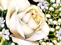 Nature Illustration of a white bouquet of flowers image
