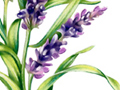 Nature Illustration of yardley soap almond lavendar branches