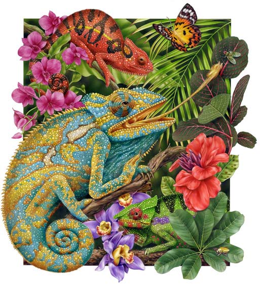 Lori Anzalone Illustration - Nature Illustrator of three 3 chameleons blend into nature
