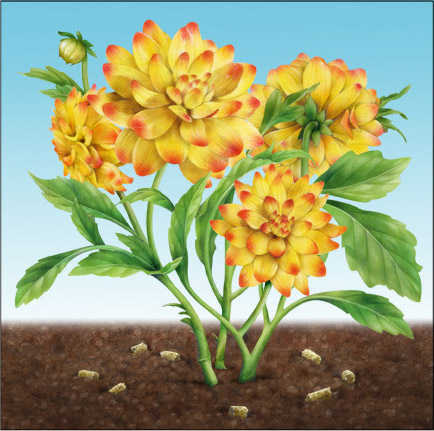 Lori Anzalone Illustration - Nature Illustrator of dahlia flower available for stock usage