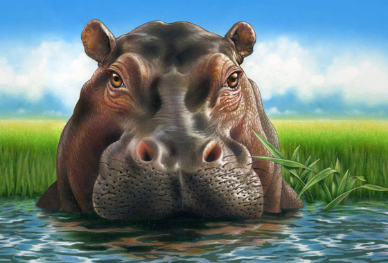 Lori Anzalone Illustration - Nature Illustrator of Hippo