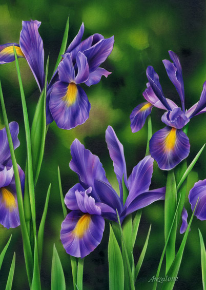 Lori Anzalone Illustration - Nature Illustrator of Irises