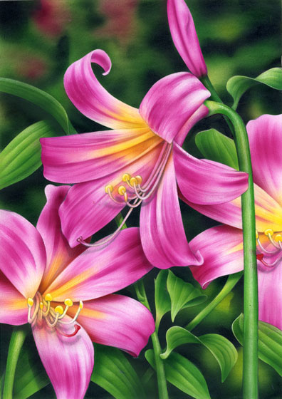 Lori Anzalone Illustration - Nature Illustrator of lilly lilies flowers