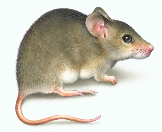 Lori Anzalone Illustration - Nature Illustrator of Mouse