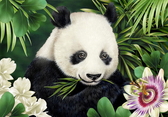 Lori Anzalone Illustration - Nature Illustrator of Panda & White Flowers