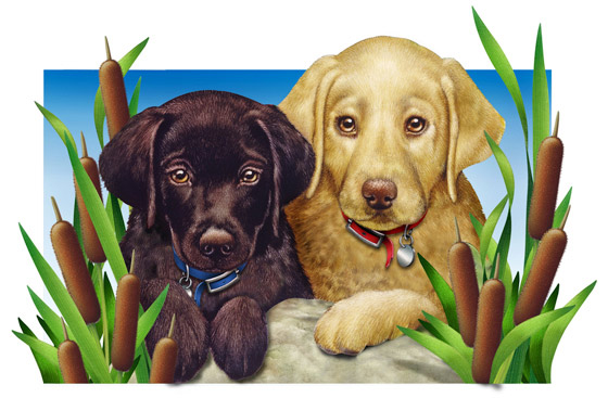 Lori Anzalone Illustration - Nature Illustrator of Labs & Cattails