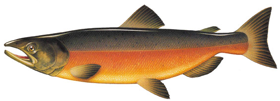Lori Anzalone Illustration - Nature Illustrator of Coho Salmon