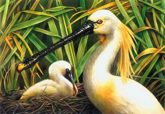 Lori Anzalone Illustration - Nature Illustrator of Spoonbills
