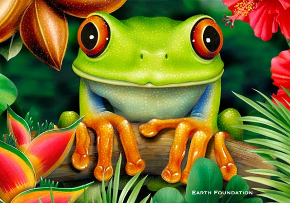 Lori Anzalone Illustration - Nature Illustrator of Tree Frog