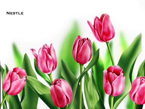Lori Anzalone Illustration - Nature Illustrator of Pink Tulips