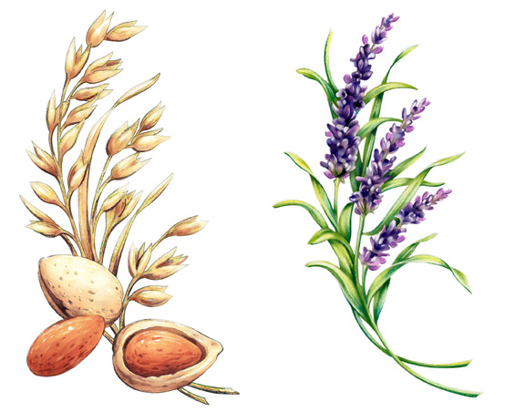 Lori Anzalone Illustration - Nature Illustrator of yardley soap almond lavendar branches