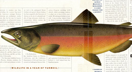 Coho Salmon