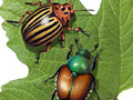 photo-based illustration for food and products