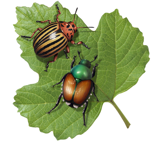 Lori Anzalone Illustration - Photo Based Illustrator of Insects and Beetles