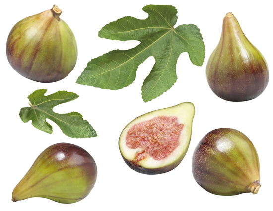 Lori Anzalone Illustration - Photo Based Illustrator of Figs