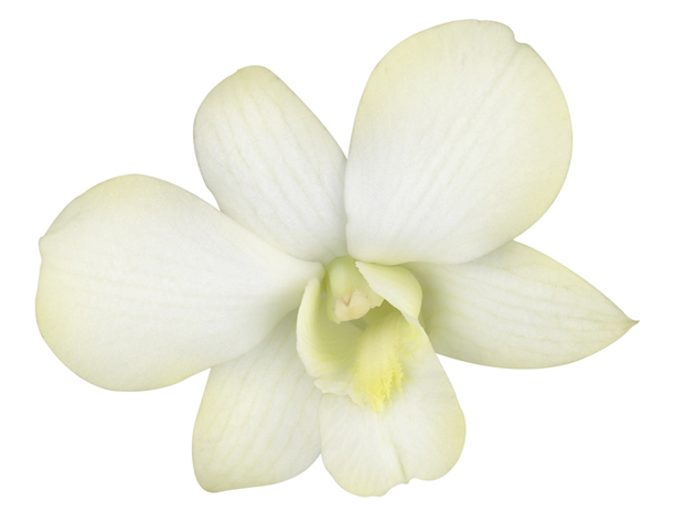 Lori Anzalone Illustration - Photo Based Illustrator of Flowers