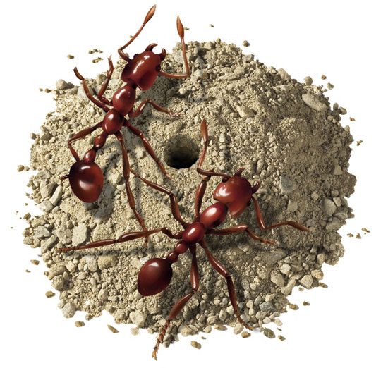 Lori Anzalone Illustration - Photo Based Illustrator of Red Ants