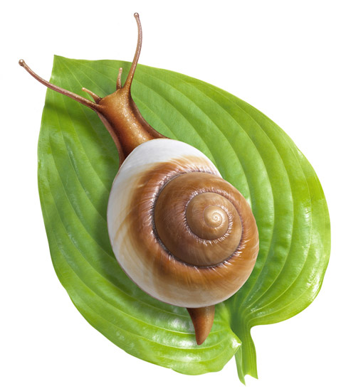 Lori Anzalone Illustration - Photo Based Illustrator of Snail on Hosta