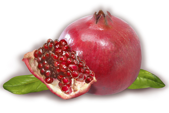 Lori Anzalone Illustration - Photo Based Illustrator of Pomegranate