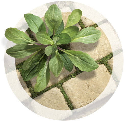 Lori Anzalone Illustration - Photo Based Illustrator of Weeds